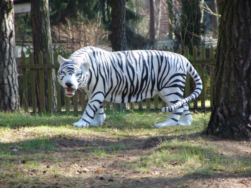Tiger, weiß, "Shiva", 175cm