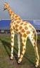 Giraffe, "Gwendolin", 320cm