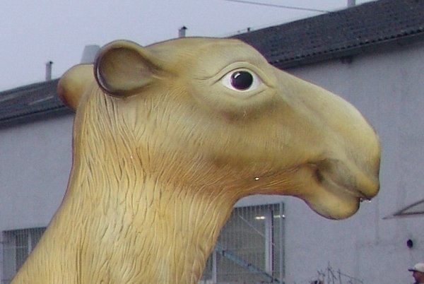 Kamel, Dromedar,  "Konrad", 290cm
