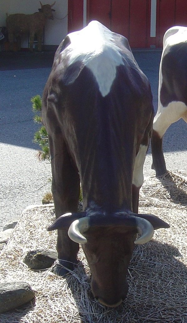 Kuh, "Pinzgauer Art", grasend, 220cm
