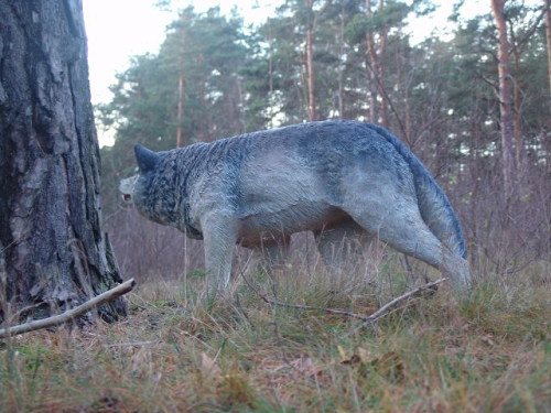 Wolf, "Cardiz", Kunstharz, 120cm