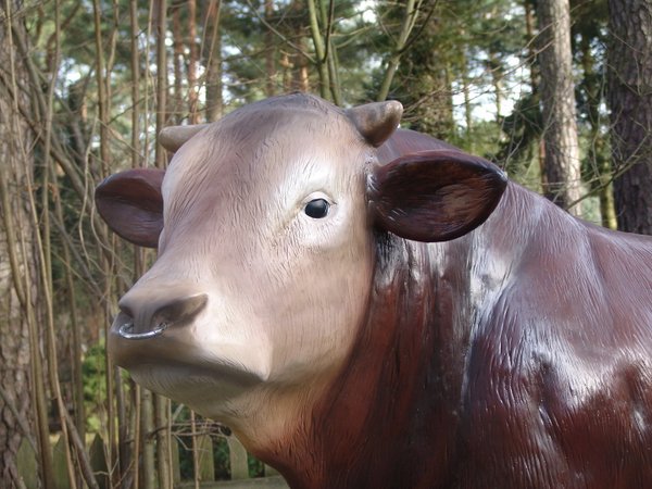 Bulle, "Alexandre von der Alm", Limousin, 260cm, HAEIGEMO