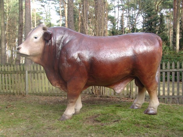 Bulle, "Alexandre von der Alm", Limousin, 260cm, HAEIGEMO