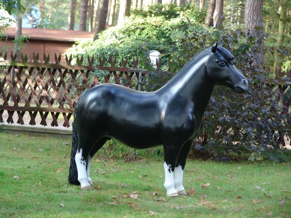 Pony, Shetland,  "Asim", 162cm, belastbar bis 100kg , HAEIGEMO, HORSE, PFERD
