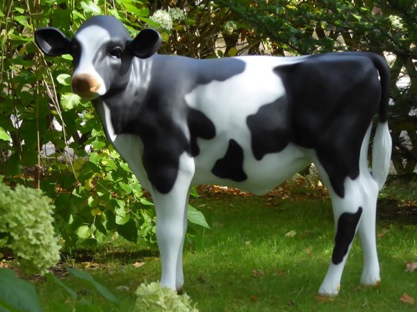 Kalb, Holstein Kälbchen lebensgroß "Fea", Kopf links, schwarz weiß, belastbar, 122cm, HAEIGEMO