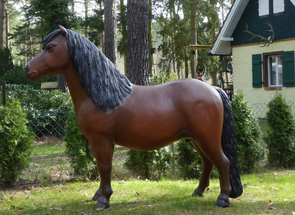 Pony, Shetland, "Belindo", 162cm, belastbar bis 100kg, HAEIGEMO, HORSE, PFERD