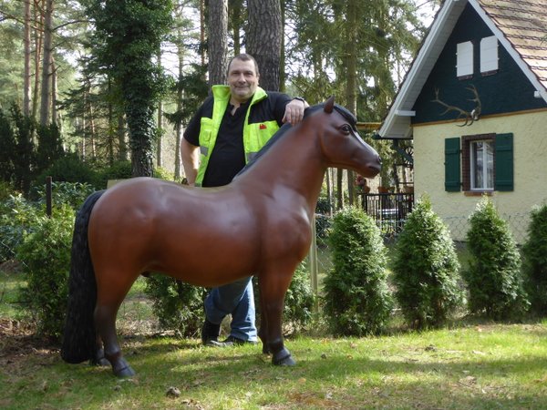 Pony, Shetland, "Belindo", 162cm, belastbar bis 100kg, HAEIGEMO, HORSE, PFERD