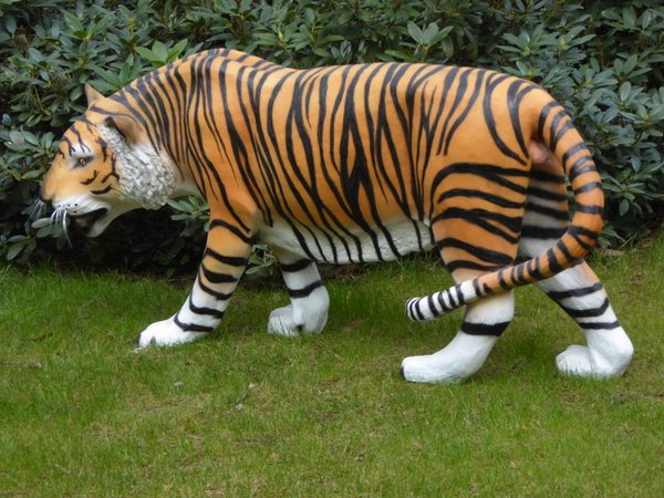 Tiger, Sharan, 175cm
