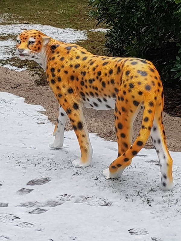 Gepard, "Ferdinand", 135cm