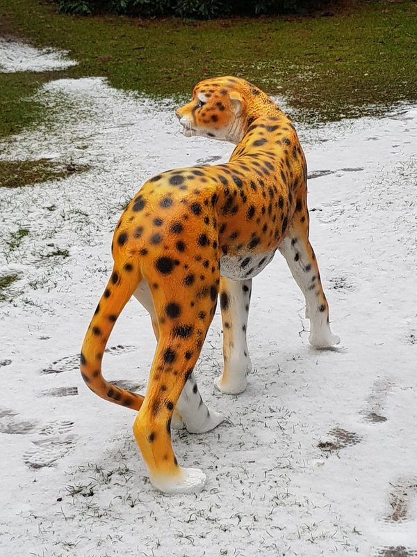 Gepard, "Ferdinand", 135cm