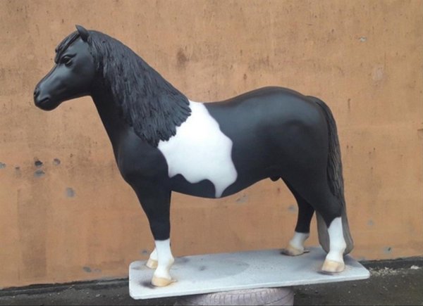 Pony, Shetland, "Bellis", 162cm, belastbar bis 100kg , HAEIGEMO, HORSE, PFERD