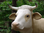 Kuh, "Hanni", Simmentaler Art, braun weiß, 220cm