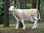 Kuh, "Nanni", Simmentaler Art, ohne Horn, braun weiss, 220cm
