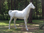 Pferd, "Chico", weiss, Araber, nicht belastbar, 230cm, HORSE