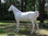 Pferd, "Chico", weiss, Araber, nicht belastbar, 230cm, HORSE