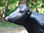 Kuh, "Kordula", schwarz weiß, ohne Horn, 220cm