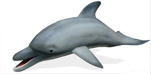 Delphin, grosser Tümmler, "Flipper", 3,50m