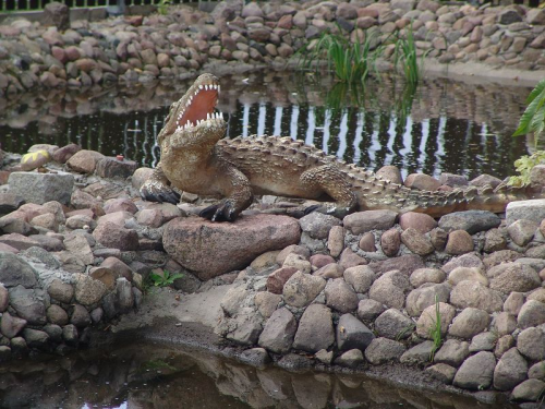 Krokodil, Aligator, "Schnappi", 180cm