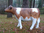 Kuh, "Alina", braun weiss, ohne Horn, 120cm, HAEIGEMO