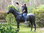 Pferd, Kutschpferd, "Tornado", schwarz, Hufeisen, Kunsthaare, belastbar, 259cm, HAEIGEMO, HORSE
