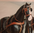 Pferd, Horse, Kutschpferd, "Silverstar", Kunsthaar, nicht belastbar, 256cm, HORSE