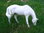 Pferd, MINI, weiss, 24cm, HAEIGEMO, HORSE