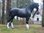 Pferd, Kutschpferd, "Nabuco", Kunsthaare, belastbar bis 100kg, 256cm, HORSE