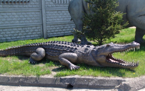 Krokodil, Aligator, 315cm