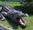 Krokodil, Aligator, 315cm