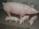 Schwein, "Rosalie" mit 3 Ferkel
