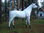Pferd, Einhorn, grau-weissem Horn, Kunsthaare, belastbar bis 100kg, 220cm, HORSE