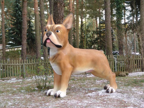 Hunde, Bulldogge french XXL, 178cm