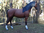 Pferd, Kutschpferd, "Tassilo", Kunsthaare, belastbar bis 100kg, 256cm, HORSE