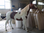 Pferd, "Caruso",  Kunsthaare, nicht belastbar, 220cm, HORSE