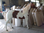 Pferd, "Caruso", Kunsthaare, 220cm mit Fohlen "Chrissy", 153cm, beide nicht belastbar, HORSE, HORSES