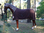 Pferd, Kutschpferd, "Schwarzwälder Art", Kunsthaare, nicht belastbar, 256cm, HORSE