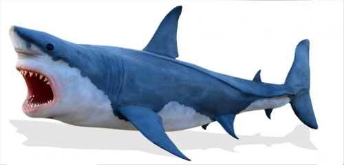 Hai, Haifisch, weißer Hai, Shark, 700cm
