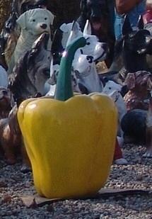 Gemüse, Paprika, gelb, 64cm
