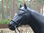Pferd, Kutschpferd, "Black Devil", nicht belastbar, 259cm, HAEIGEMO, HORSE