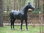 Pferd, Kutschpferd, "Black Devil", nicht belastbar, 259cm, HAEIGEMO, HORSE