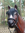Pferd, Kutschpferd, "Baily", Kunsthaare, belastbar, 259cm, HAEIGEMO, HORSE