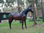 Pferd, "Azuro", Kunsthaare, belastbar, 259cm, HAEIGEMO, HORSE