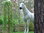 Pferd, "Silvermoon", Kunsthaare, belastbar, 259cm, HAEIGEMO, HORSE