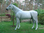 Pferd, Kutschpferd, "Amaroso", Kunsthaare, belastbar, 259cm, HAEIGEMO, HORSE
