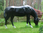 Pferd, "Ascalor, grasend, nicht belastbar, 259cm, HAEIGEMO, HORSE
