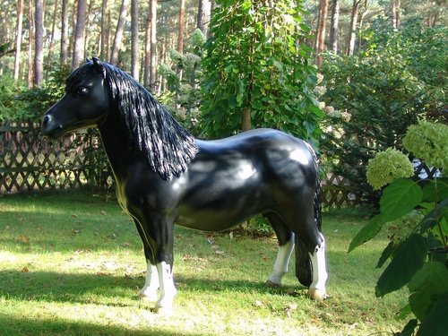 Pony, "Asim", Shetland, 162cm, belastbar bis 100kg , HAEIGEMO, HORSE, PFERD