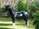 Shetland Pony, "Asim", 162cm, belastbar bis 100kg , HAEIGEMO, HORSE, PFERD