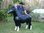 Shetland Pony, "Asim", 162cm, belastbar bis 100kg , HAEIGEMO, HORSE, PFERD