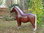 Shetland Pony, "Ashanti", 162cm, belastbar bis 100kg , HAEIGEMO, HORSE, PFERD