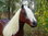 Shetland Pony, "Ashanti", 162cm, belastbar bis 100kg , HAEIGEMO, HORSE, PFERD